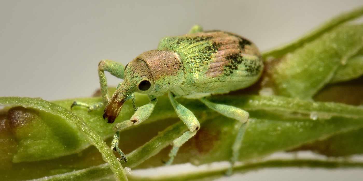 Curculionidae: Coniatus tamarisci? S, assieme a Coniatus suavis